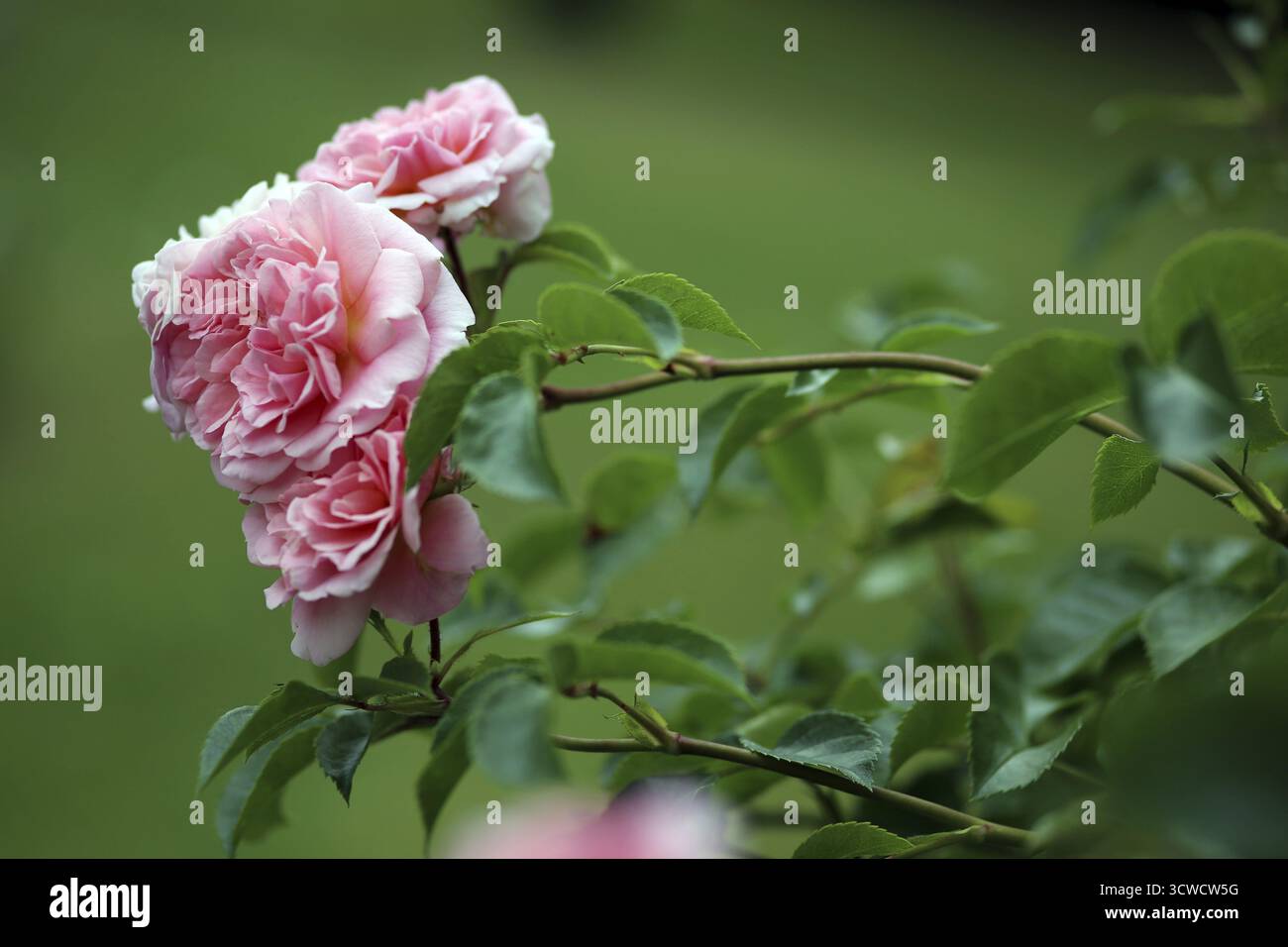 Rosa climbing rose Stock Photo - Alamy