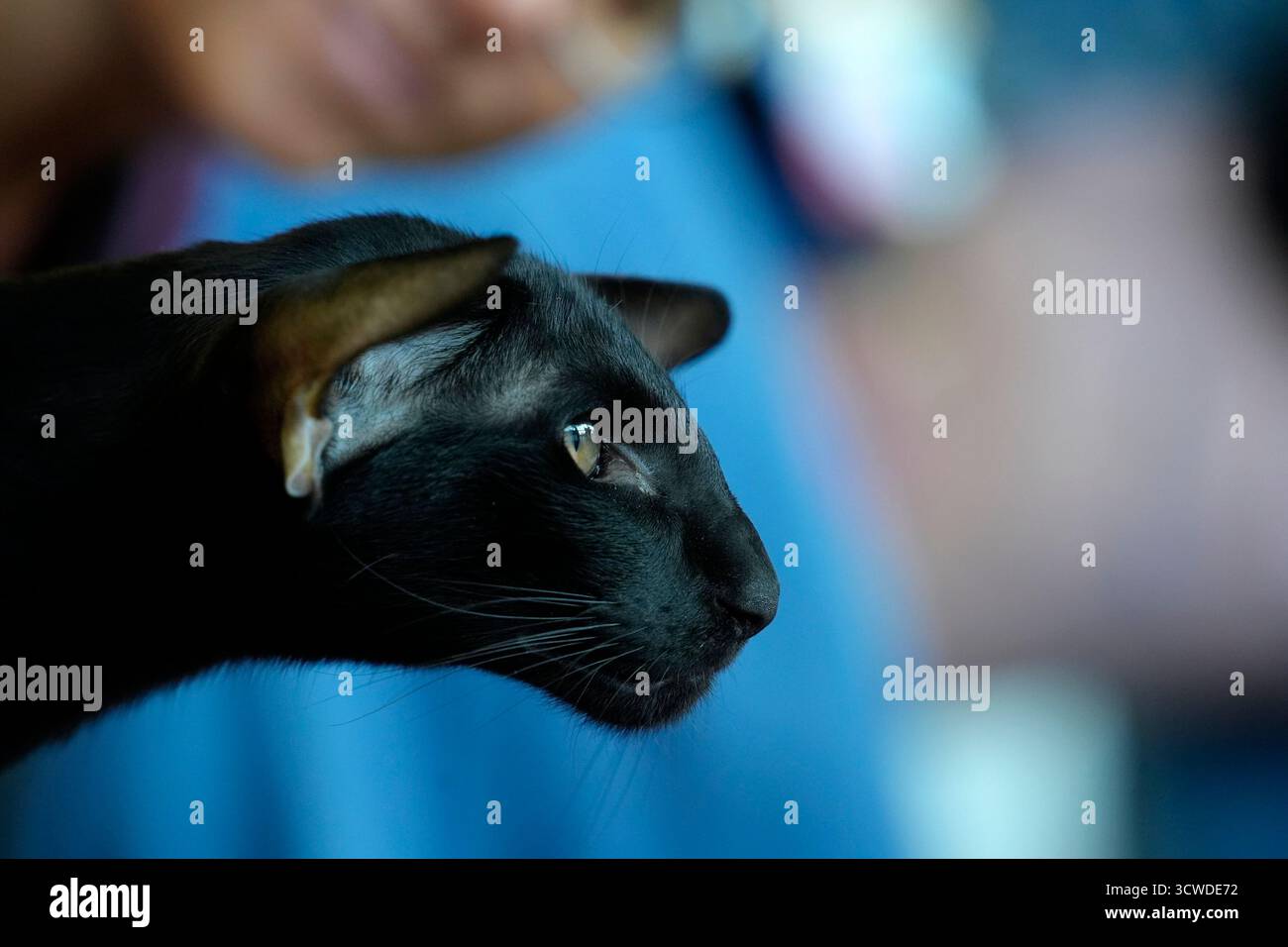 oriental black Cute cat close up portrait detail Stock Photo
