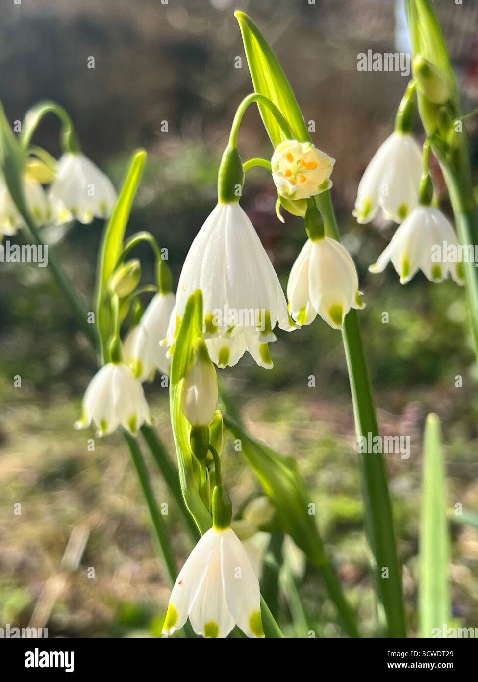 A a bunch of giant snowdrops in a garden in spring, England - Smartphone Captured Stock Image