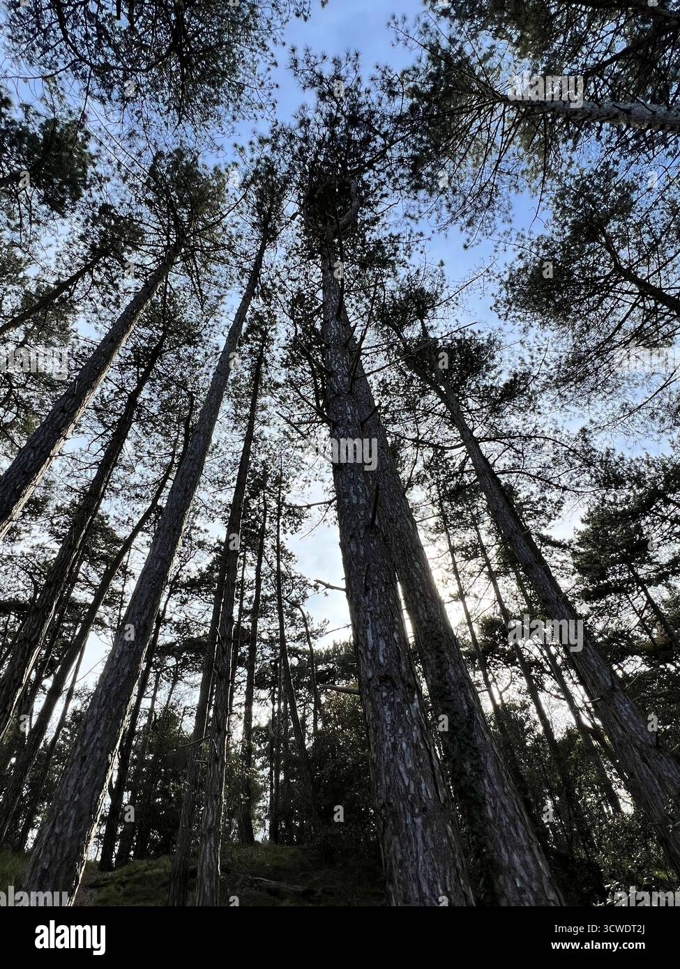 Photograph of the pinewoods at Holkham Beach in Norfolk, UK - Smartphone Captured Stock Image