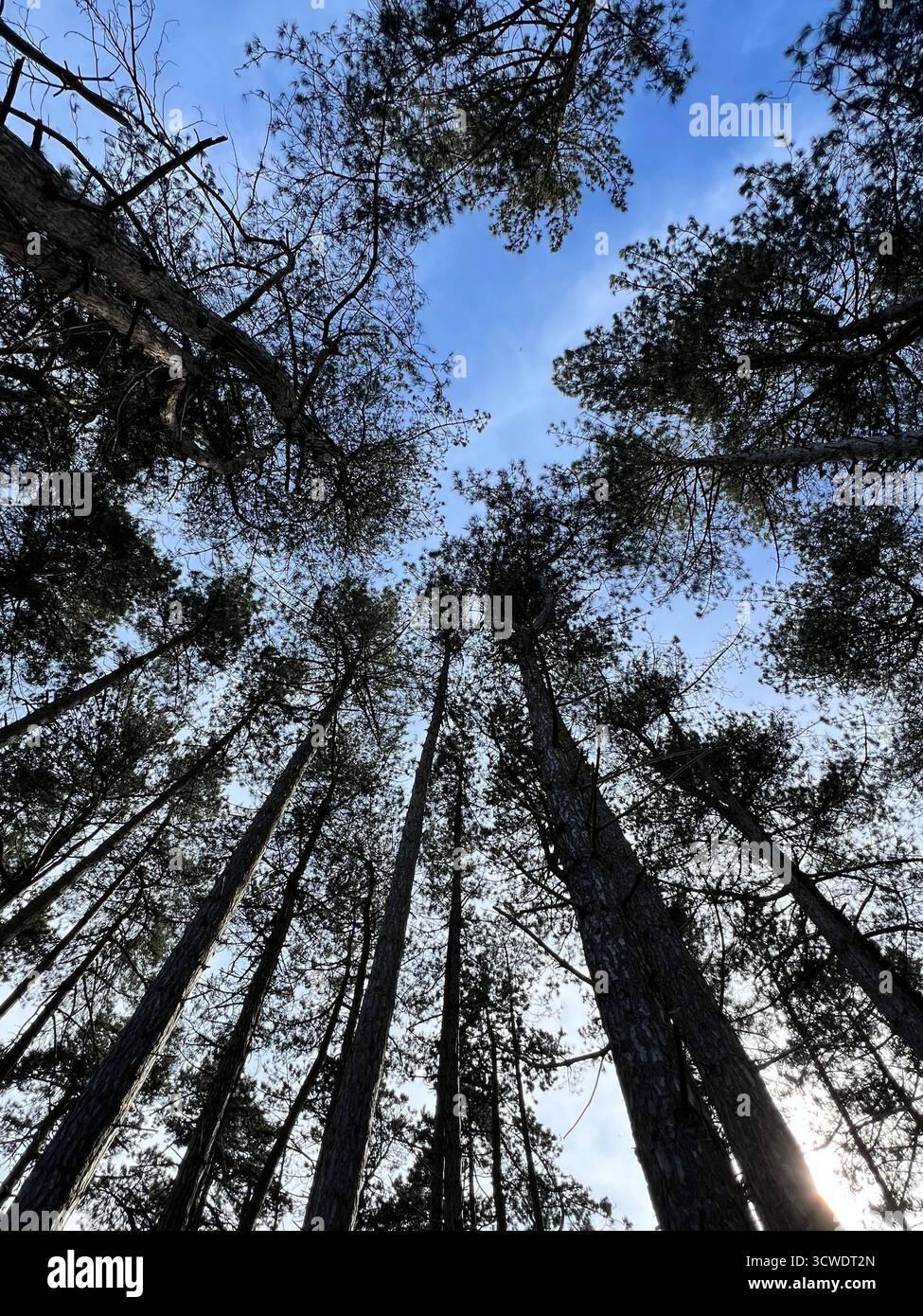 Photograph of the pinewoods at Holkham Beach in Norfolk, UK - Smartphone Captured Stock Image
