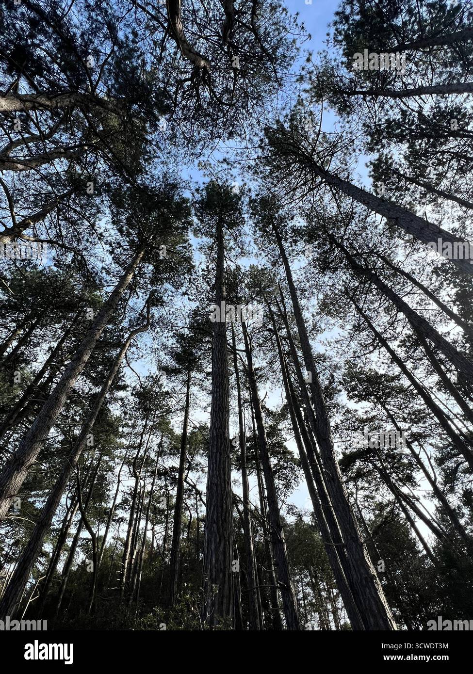 Photograph of the pinewoods at Holkham Beach in Norfolk, UK - Smartphone Captured Stock Image
