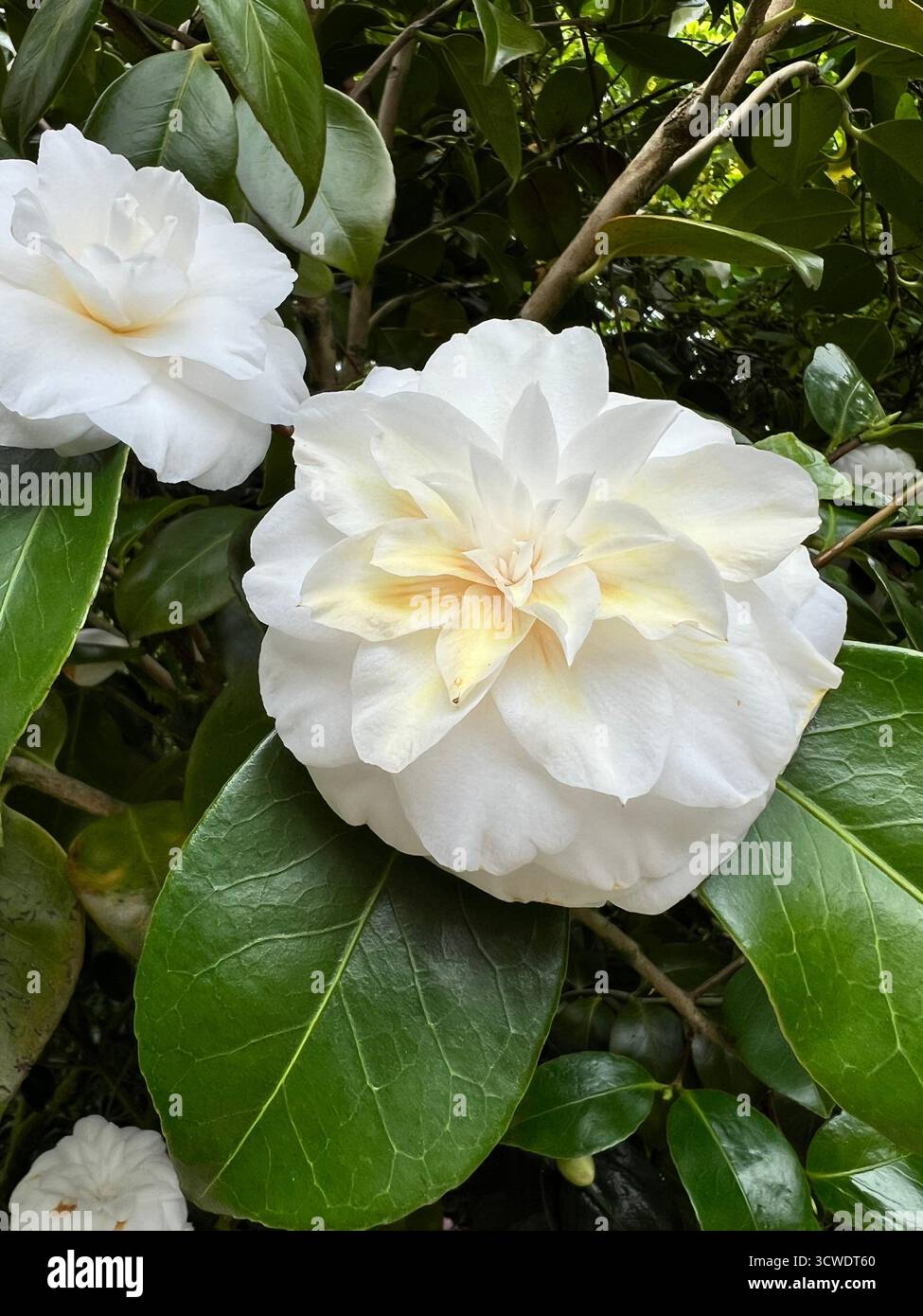 A close photo of the white camellia flower in bloom in a garden in England - Smartphone Captured Stock Image
