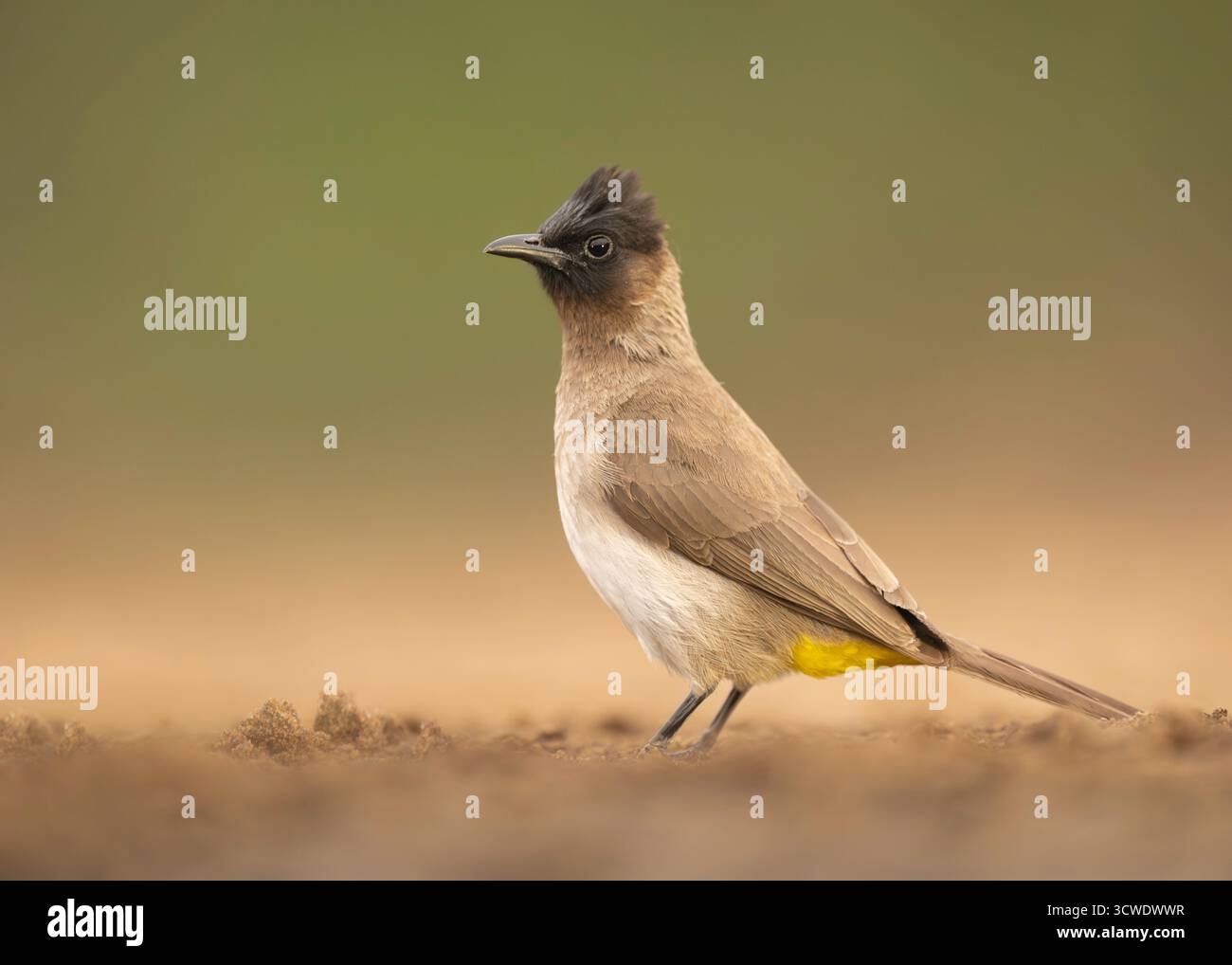The common bulbul (Pycnonotus barbatus) is a member of the bulbul family of passerine birds. It is widespread throughout most of Africa Stock Photo