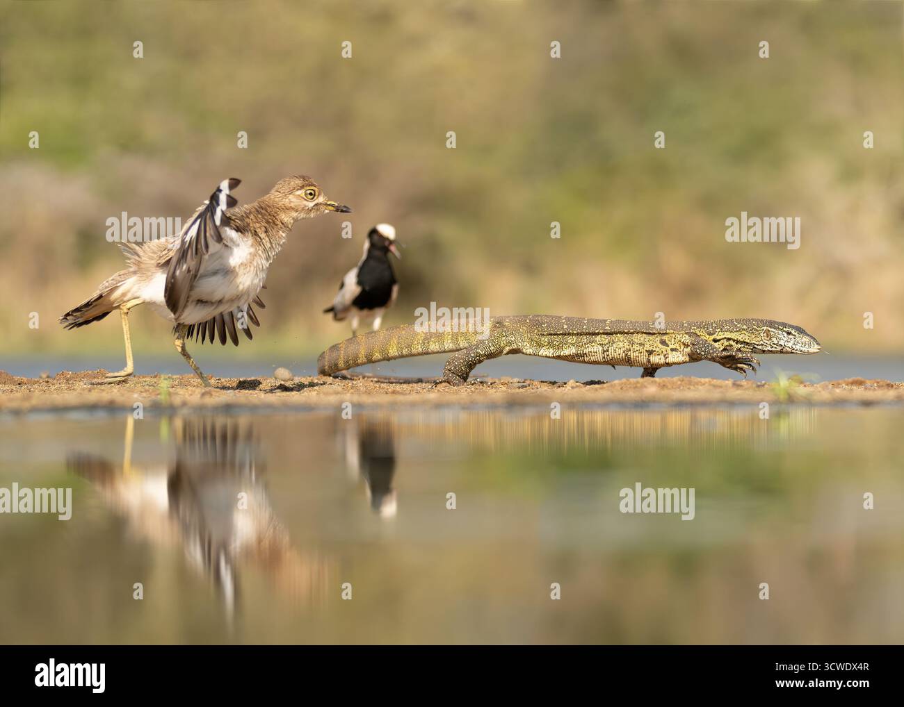 Lizard Defending Water monitor lizard hi-res stock photography and images - Alamy