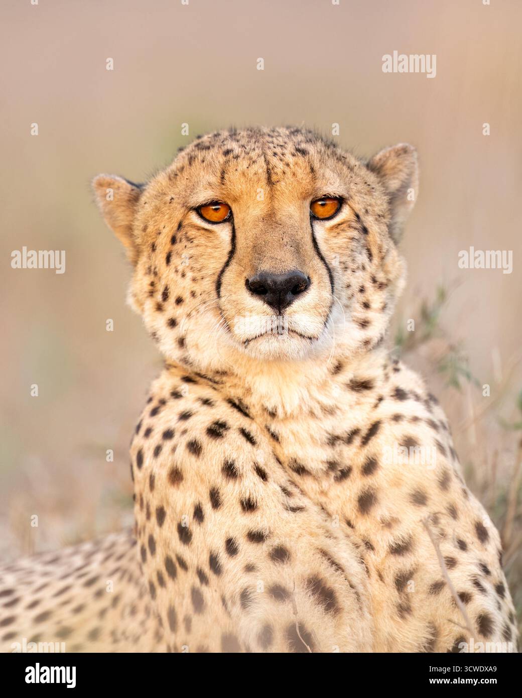 The cheetah (Acinonyx jubatus) is a large cat and the fastest land animal. Stock Photo