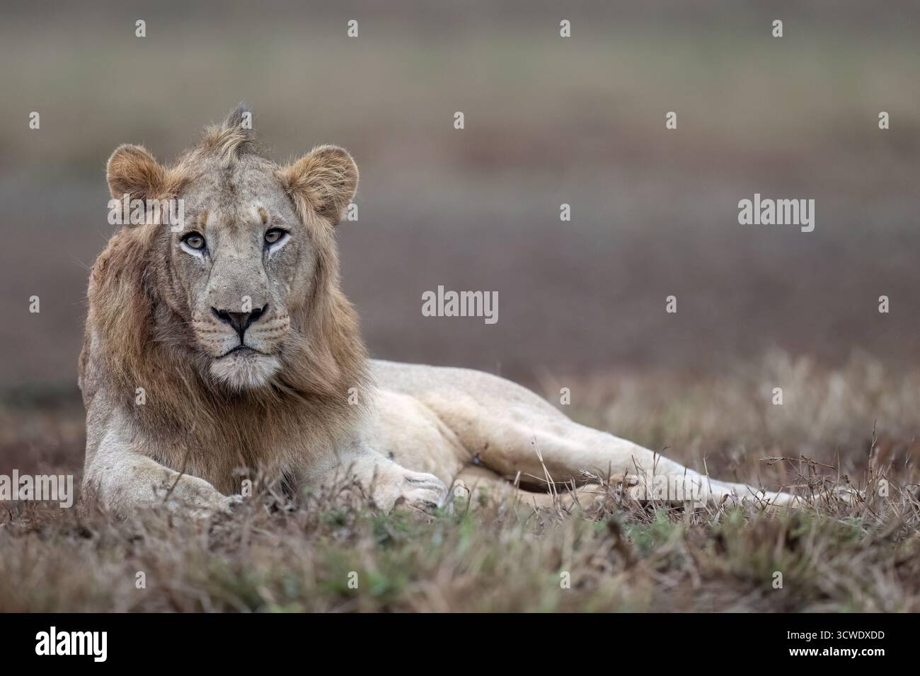 Male south african lion hi-res stock photography and images - Alamy