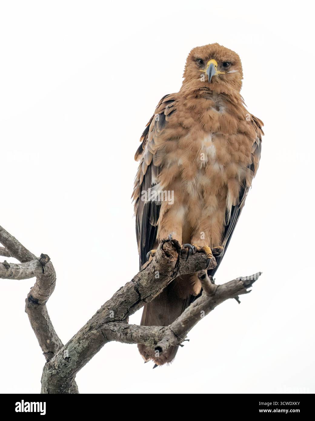 Tawny Eagle (Aquila rapax) perched up in tree in South Africa Stock Photo