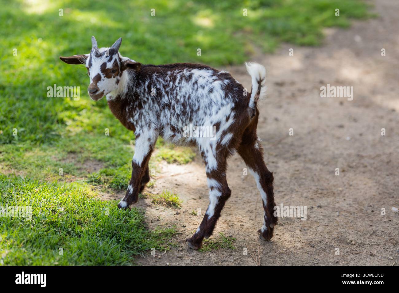 Young goat looking back on farm Stock Photo