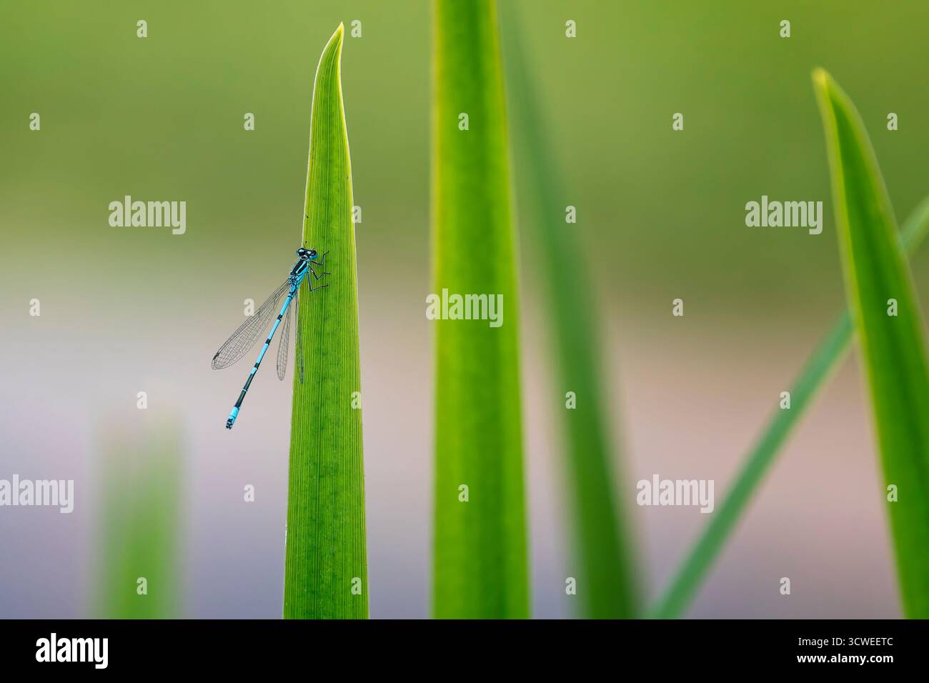 Close up of Blue damsel fly perched on green blade of grass Stock Photo