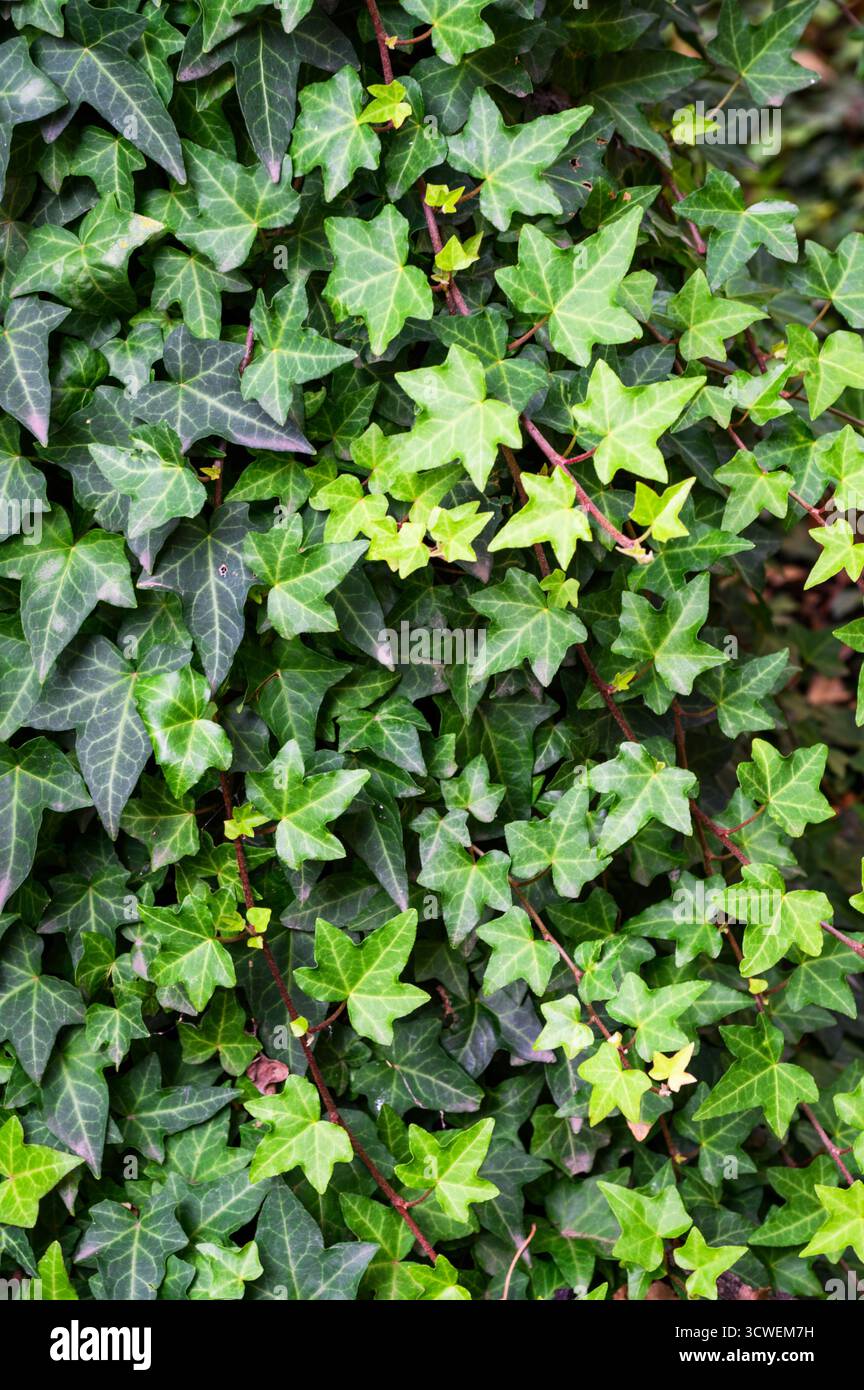 Lush green leaves display hi-res stock photography and images - Alamy