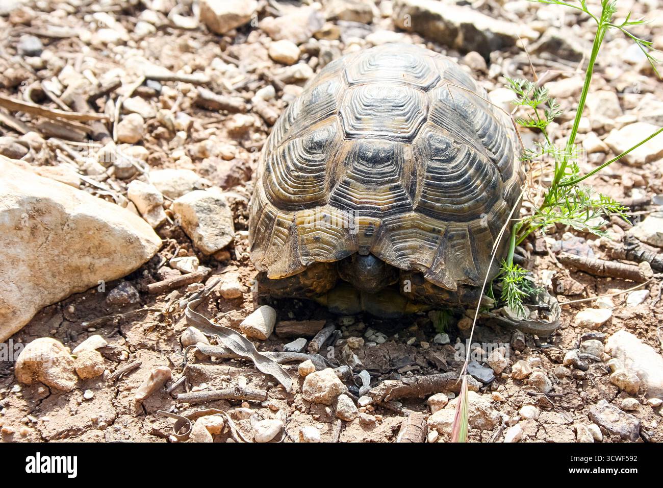 Turtle on the Ground in Natural Environment Stock Photo
