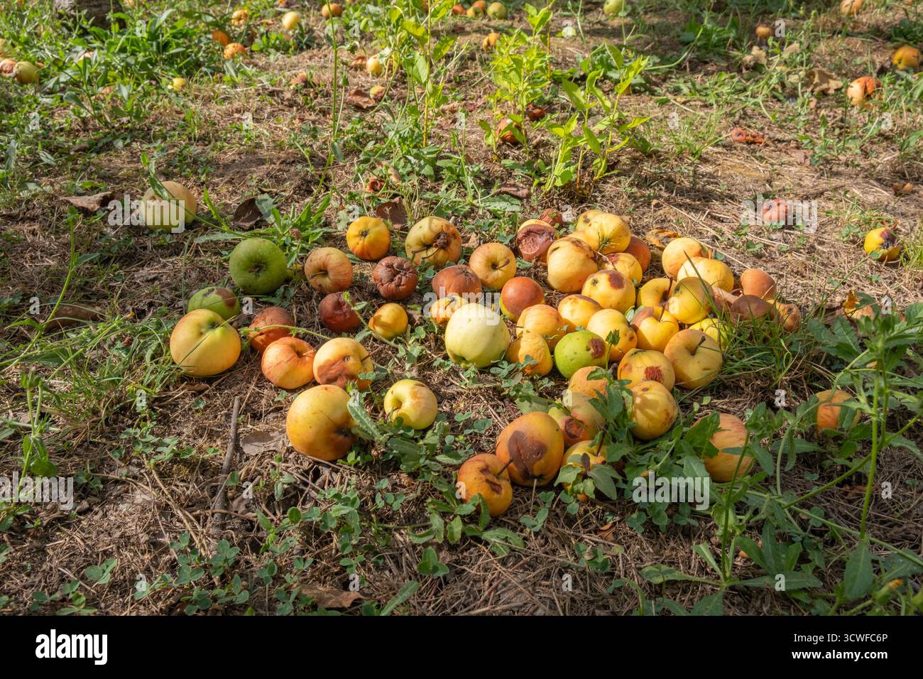 Decompose Rot Rotting fruit under tree hi-res stock photography and images - Alamy