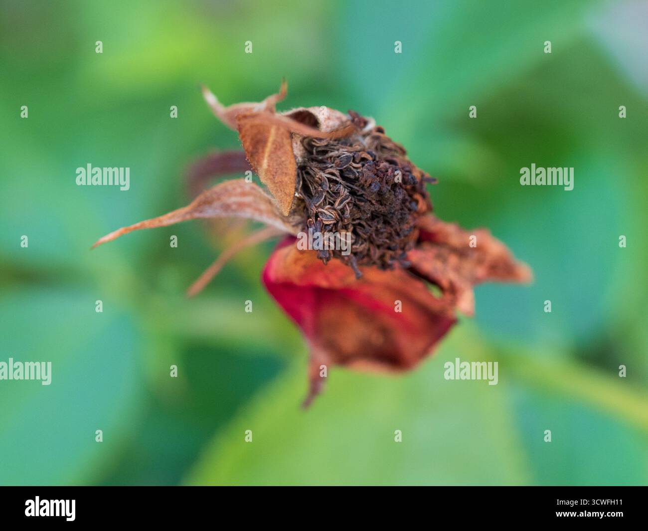 Red rose shrivelling and turning brown as it reaches the end of its bloom Stock Photo