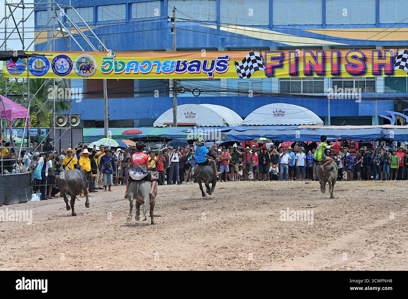 Jockeys riding bareback on their water buffaloes, sprinting to the finish line at the 154th Buffalo Racing Festival, Chonburi, Thailand Stock Photo