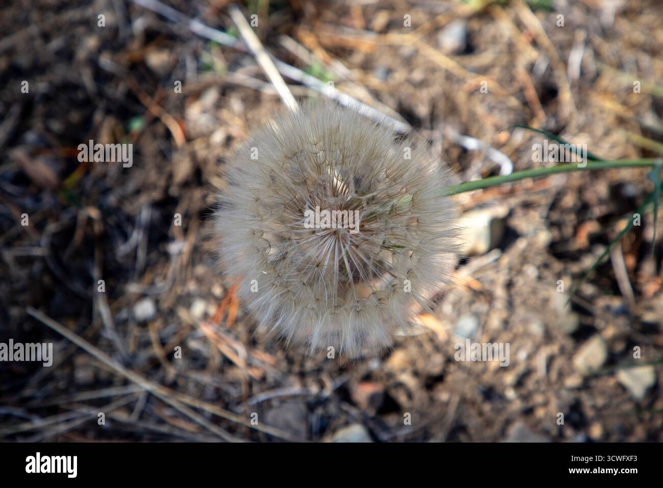 A really big dandelion in Hope Valley, on the eastern side of the Carson Pass in the Sierras of California. Stock Photo