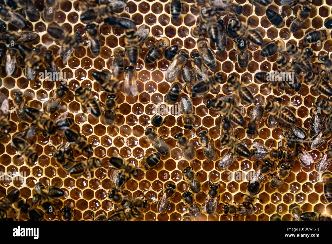 Beehive interior - honey bees working on a honeycomb Stock Photo