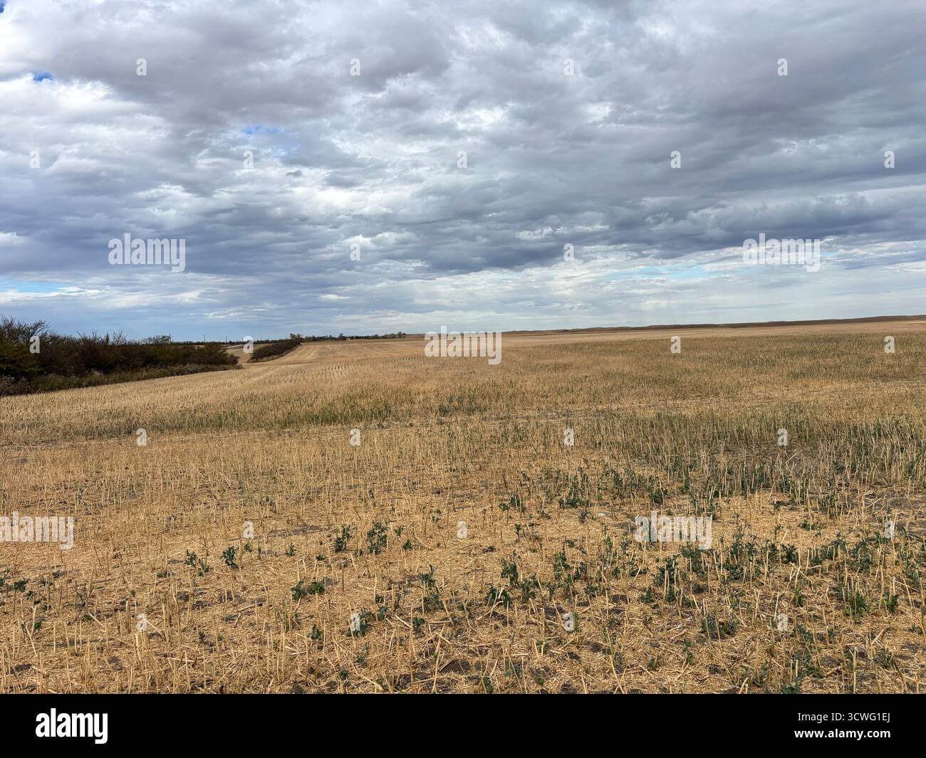 Vast golden wheat field at harvest time, revealing the serene beauty of rural farmland in autumn. - Smartphone Captured Stock Image