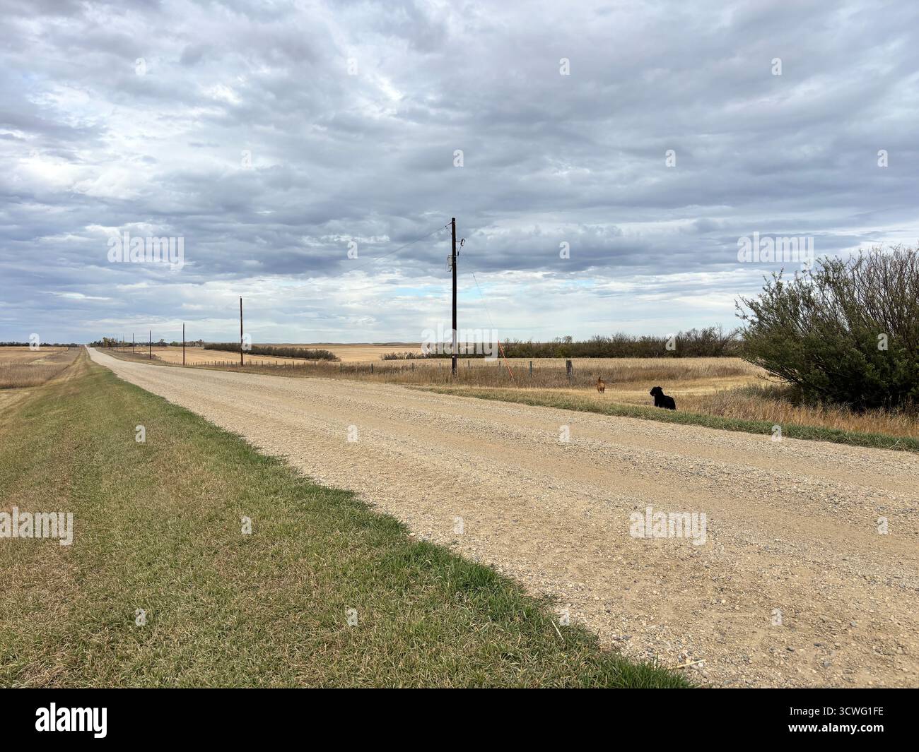 Quiet gravel road stretching through a rural prairie landscape, flanked by grassy fields and bushes under a vast, cloudy sky. - Smartphone Captured Stock Image Quiet gravel road stretching through a rural prairie landscape, flanked by grassy fields and bushes under a vast, cloudy sky. - Smartphone Captured Stock Image