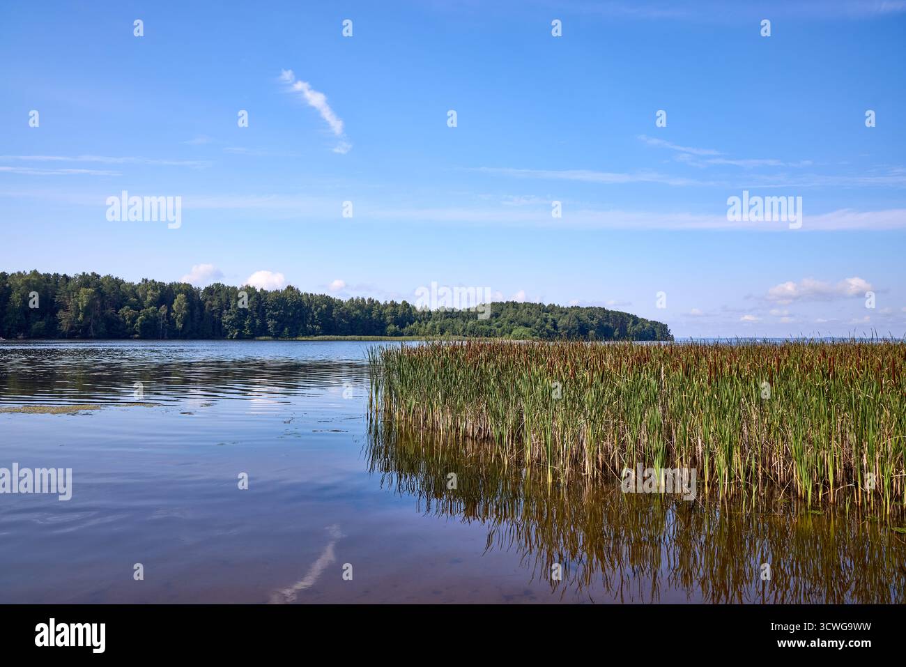 Reeds cattails aquatic plants under hi-res stock photography and images ...