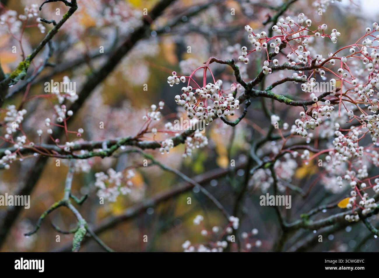 Sorbus cashmiriana, Kashmir Mountain Ash tree, Kashmir rowan, clusters of large white  berries in winter. Stock Photo