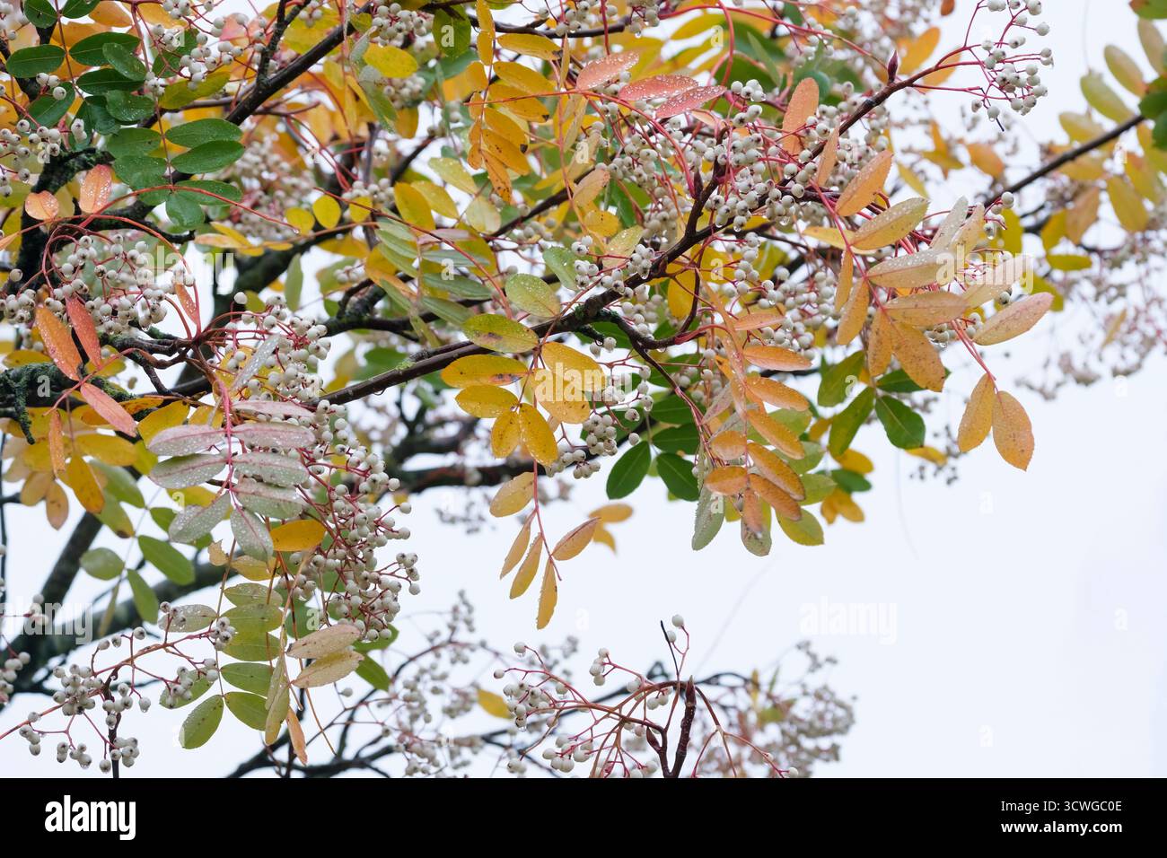 Sorbus cashmiriana, Kashmir Mountain Ash tree, Kashmir rowan, clusters of large white  berries in winter. Stock Photo