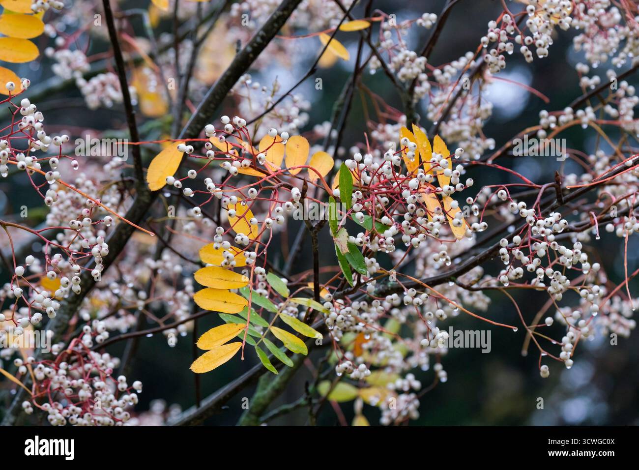Sorbus cashmiriana, Kashmir Mountain Ash tree, Kashmir rowan Stock Photo