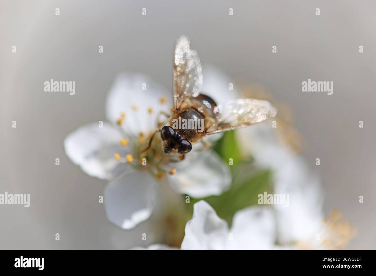 Close-up of a bee pollinating a white cherry blossom flower in spring Stock Photo