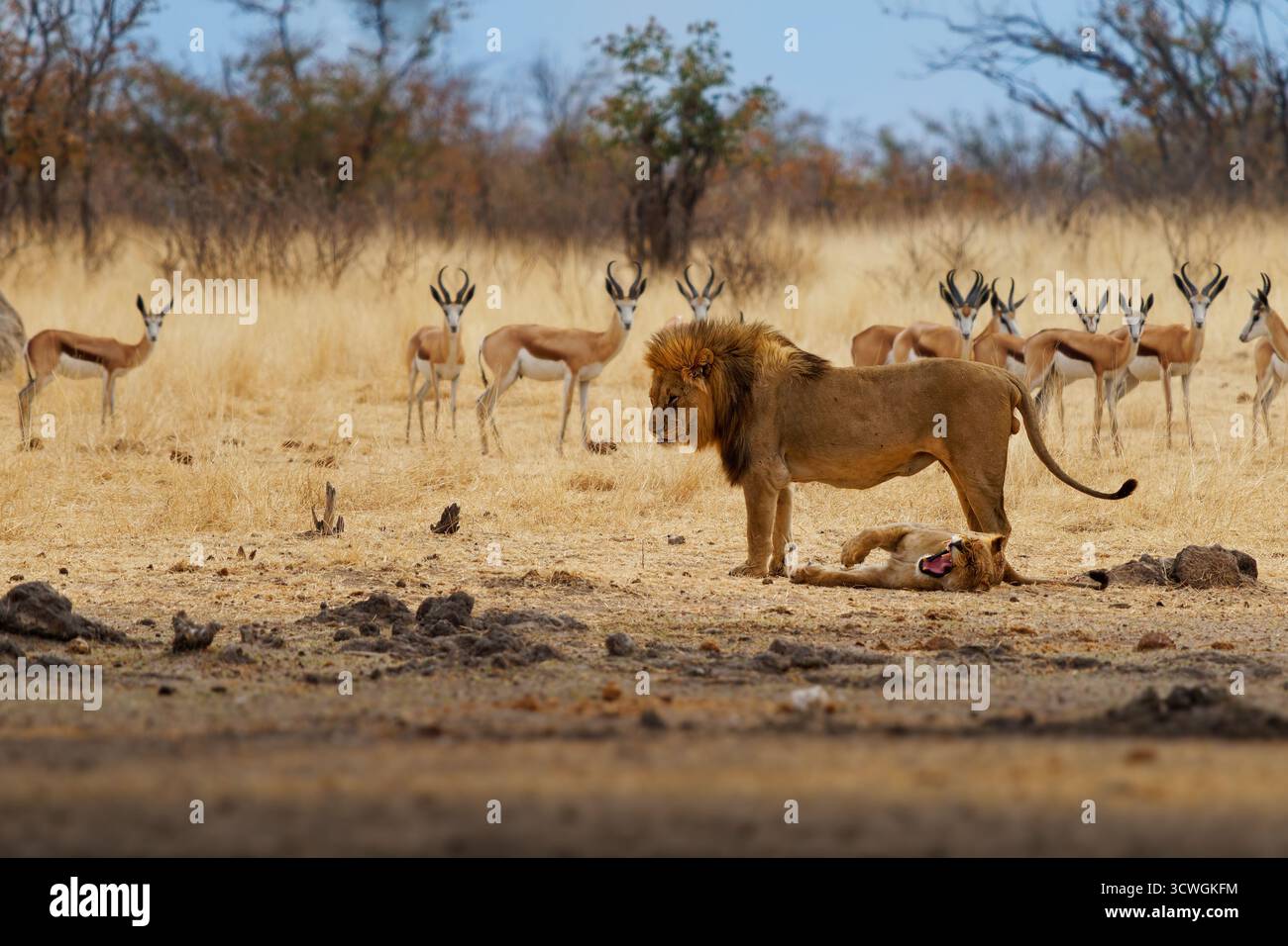 Lion and lioness - Panthera leo king of the animals. biggest african ...