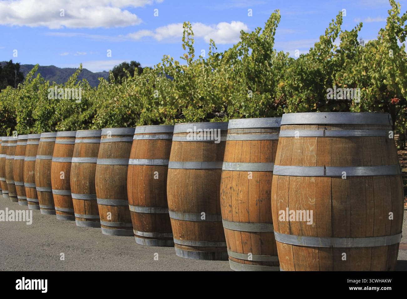 Oak barrels tree hi-res stock photography and images - Alamy