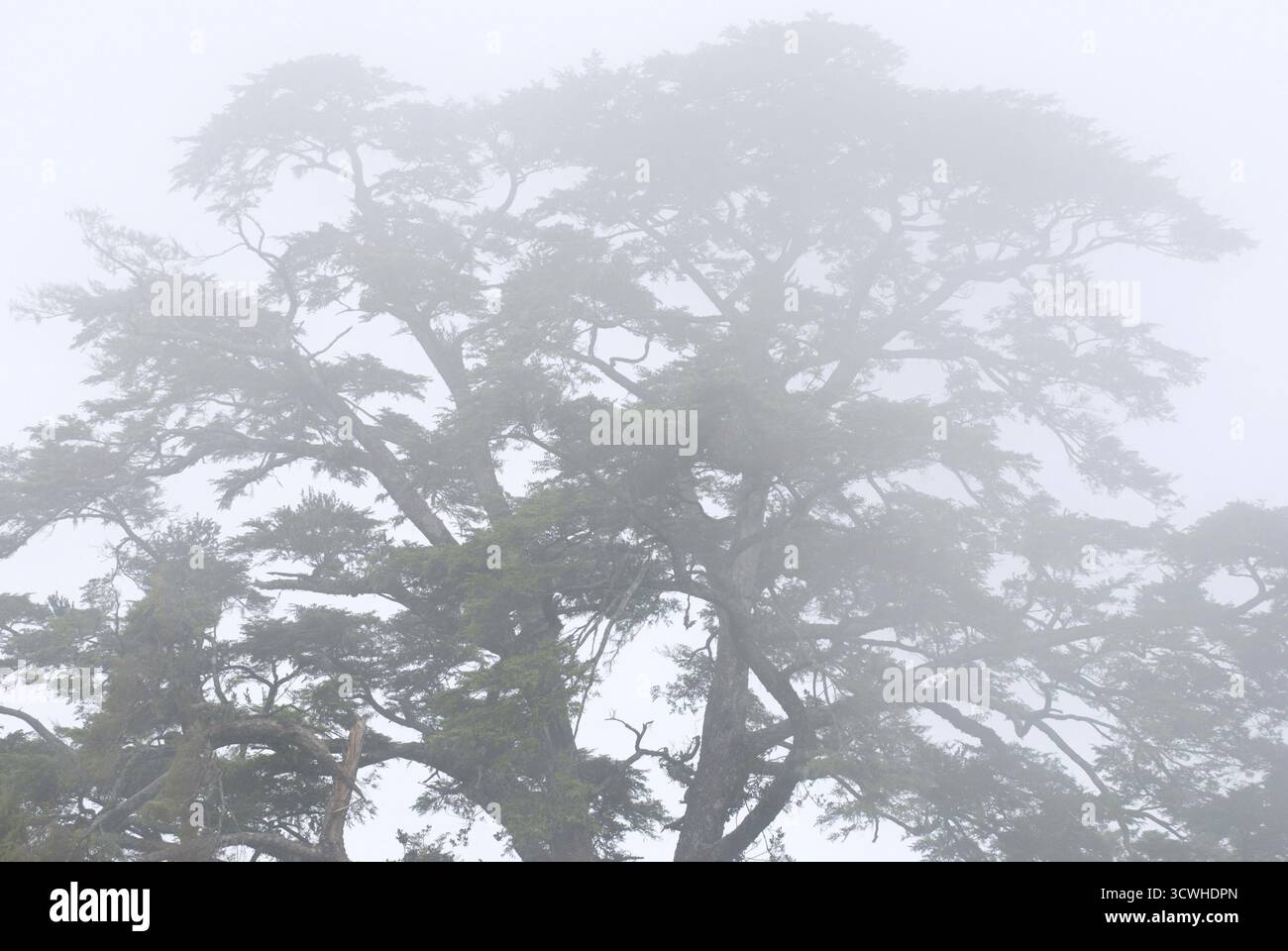 Pine tree in the forest with fog, natural woodland Stock Photo - Alamy