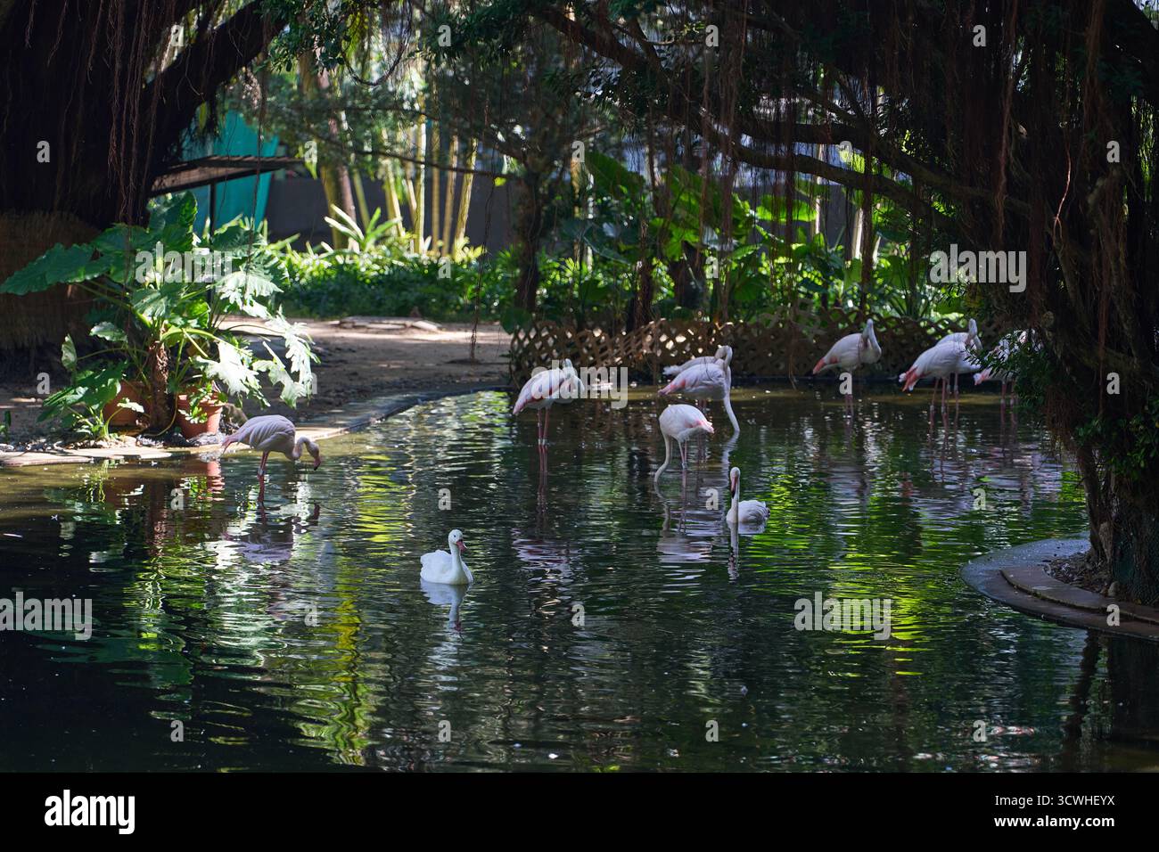The Bird Lake in Kowloon Park, home to flamingos, ducks and geese. Stock Photo