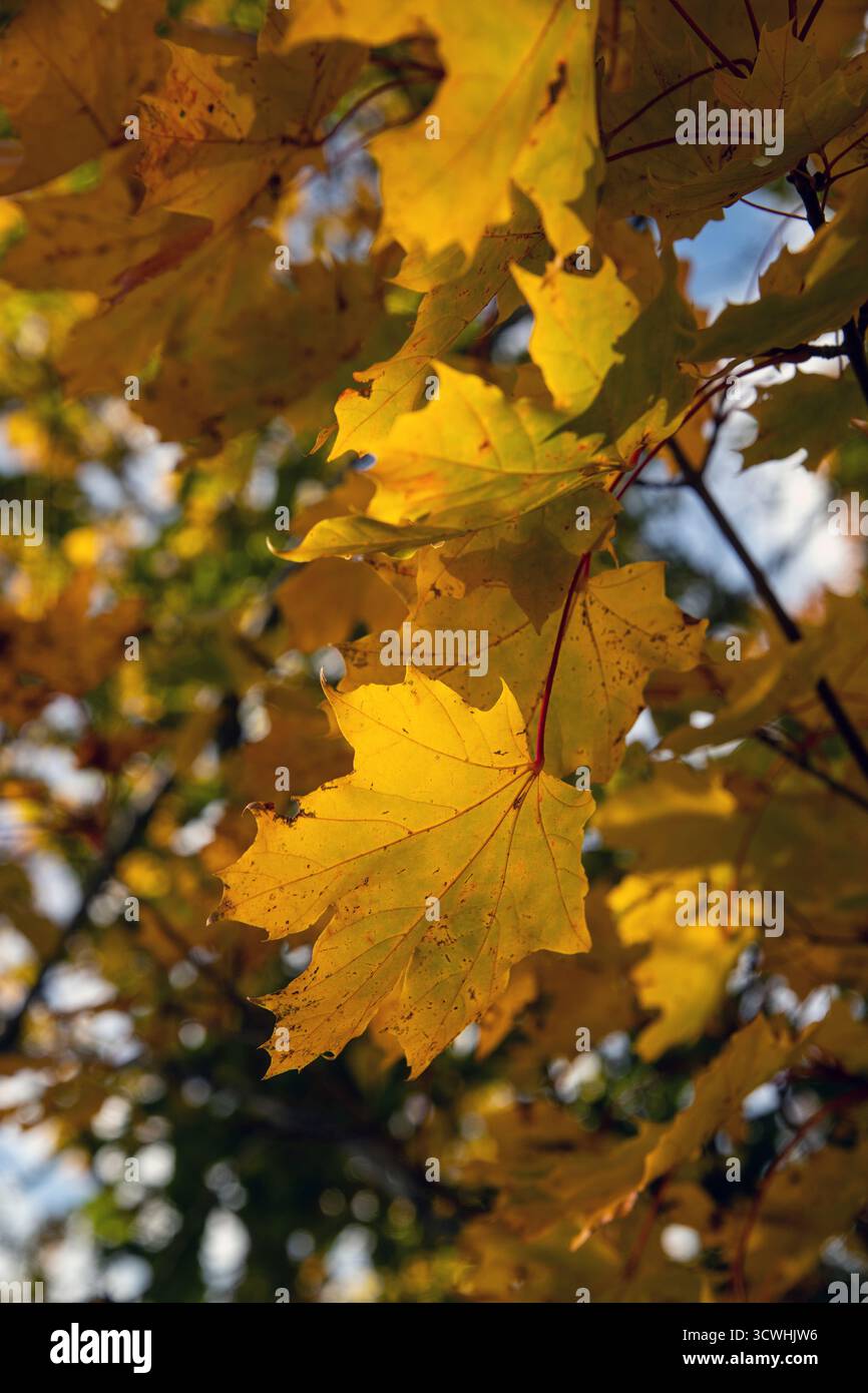 Maple tree leaves on sunny hi-res stock photography and images - Alamy