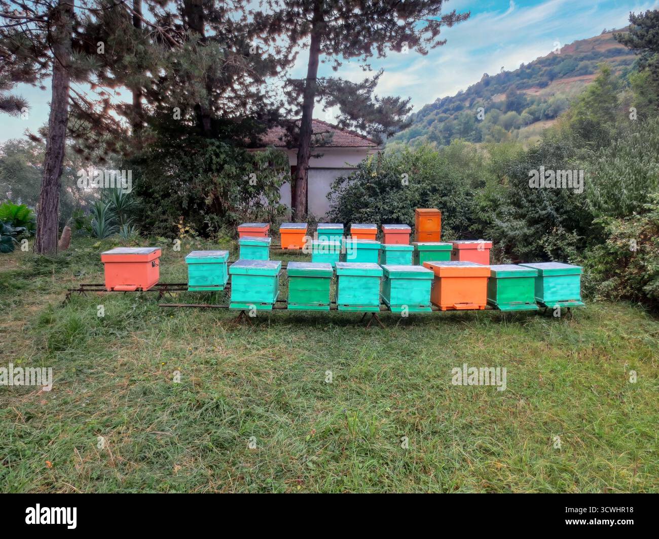 Apiculture Box Wooden beehive boxes with Langstroth hives, set in a mountain landscape ...
