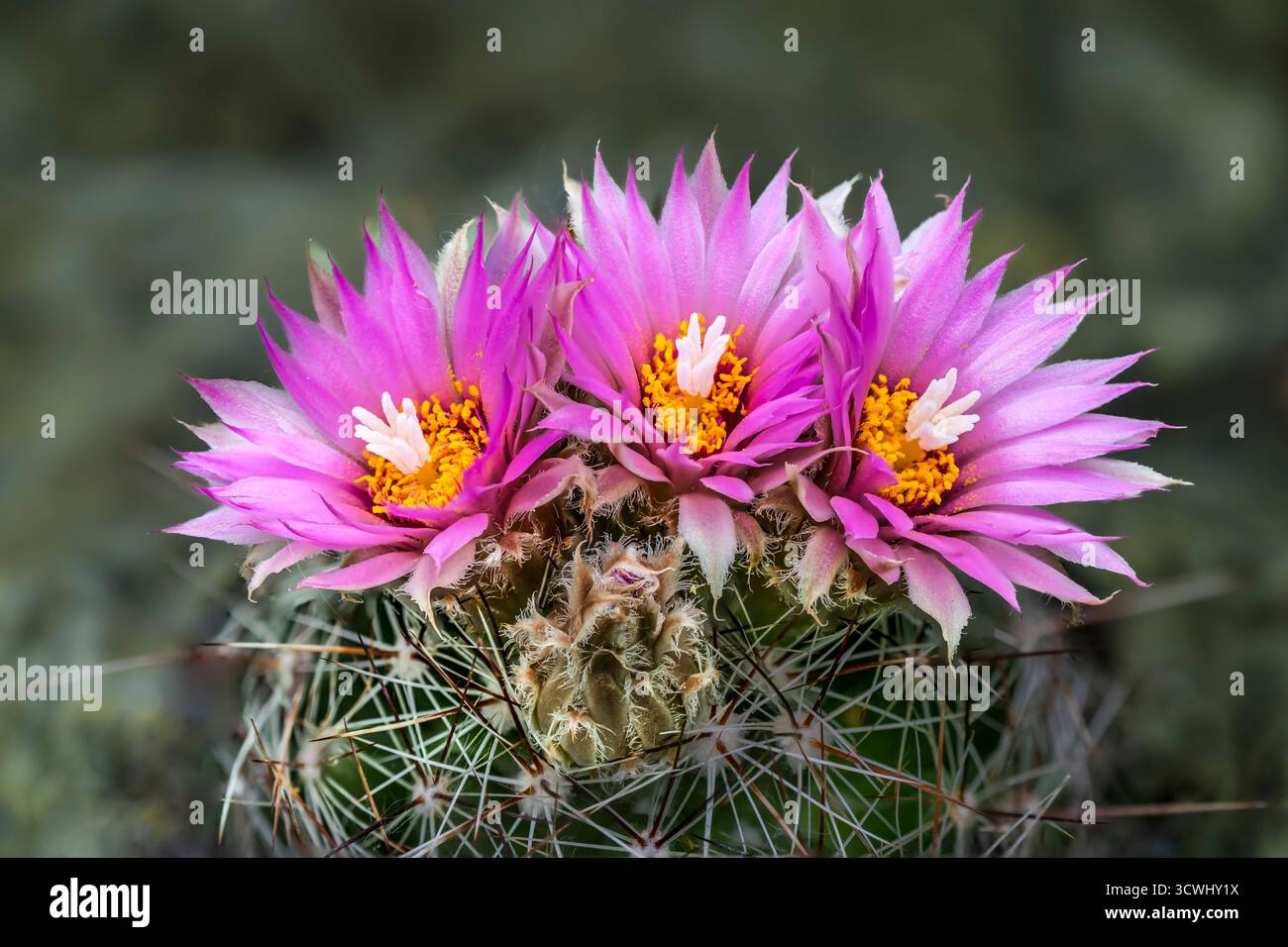 Pincushion mammillaria hi-res stock photography and images - Alamy