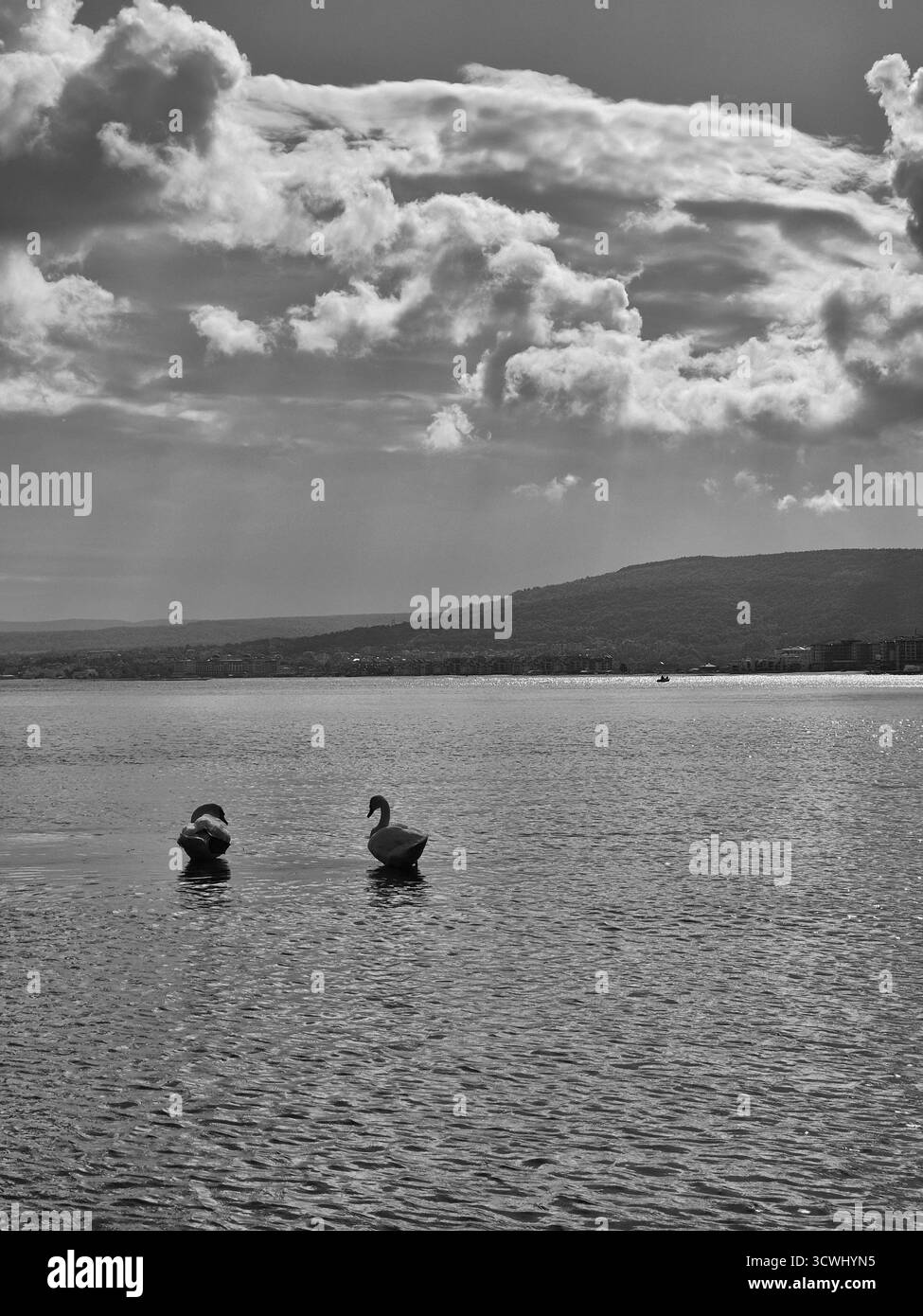 Two Swans Against a Dramatic Sky Monochrome Landscape: Two Swans on the Water. - Smartphone Captured Stock Image