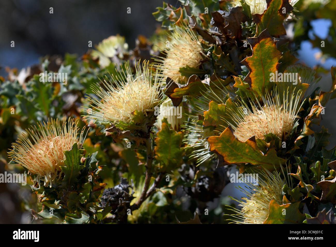 Dramndra flowers of the Western Australian native Urchin Dryandra, Banksia ...
