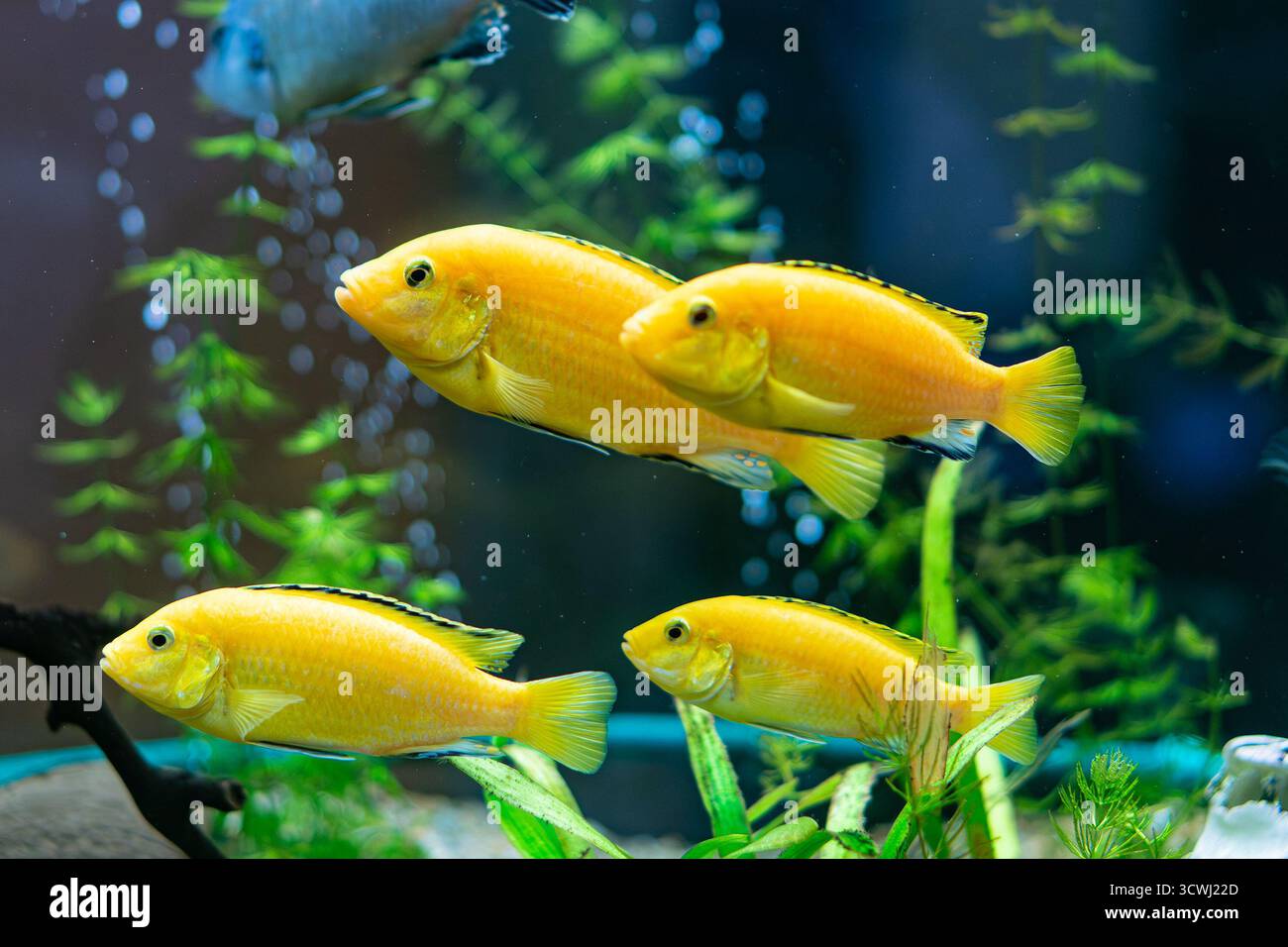 Group of bright yellow Labidochromis caeruleus or electric yellow cichlids swimming in a freshwater aquarium. Stock Photo