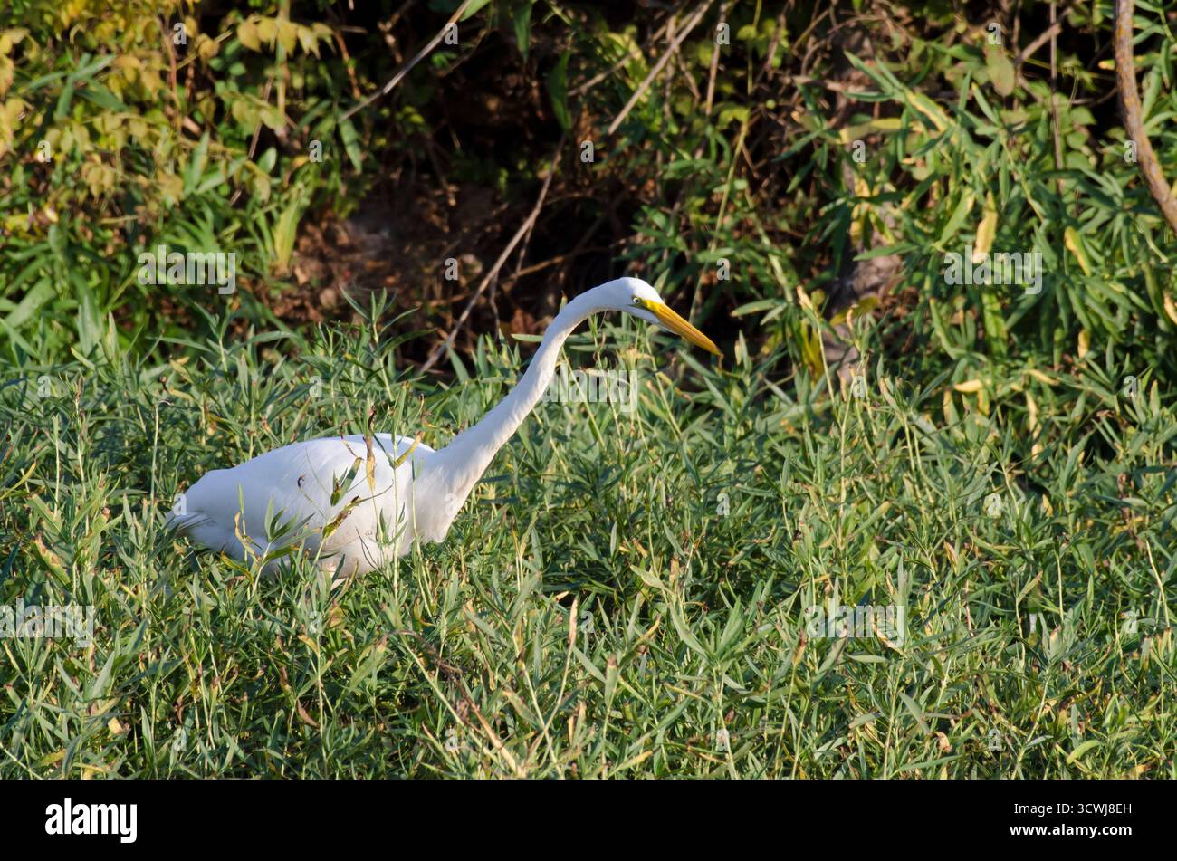 Great Egret, Ardea alba Stock Photo