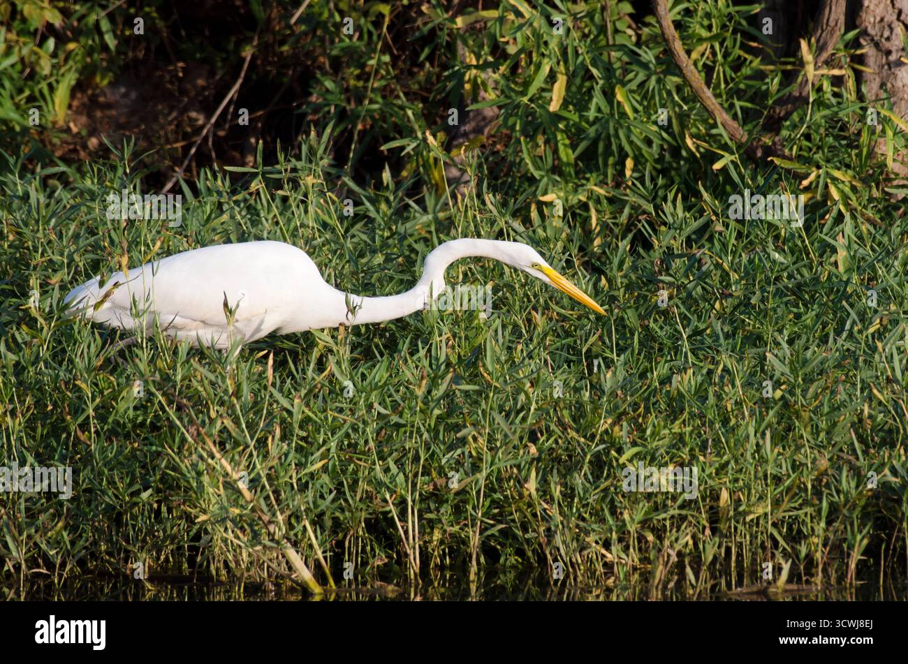 Great Egret, Ardea alba Stock Photo