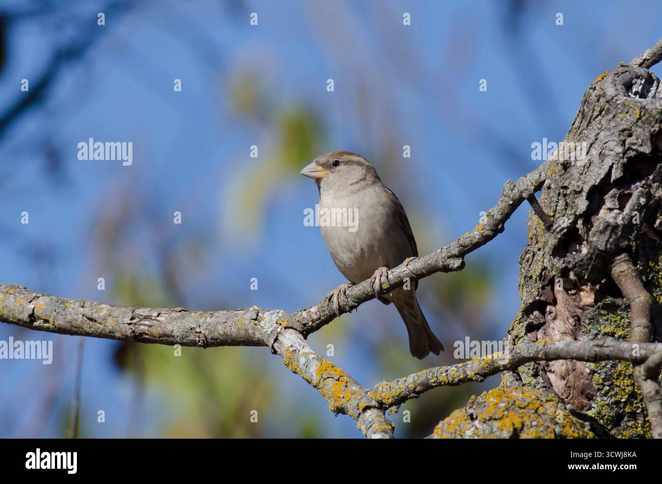 House Sparrow, Passer domesticus, female Stock Photo