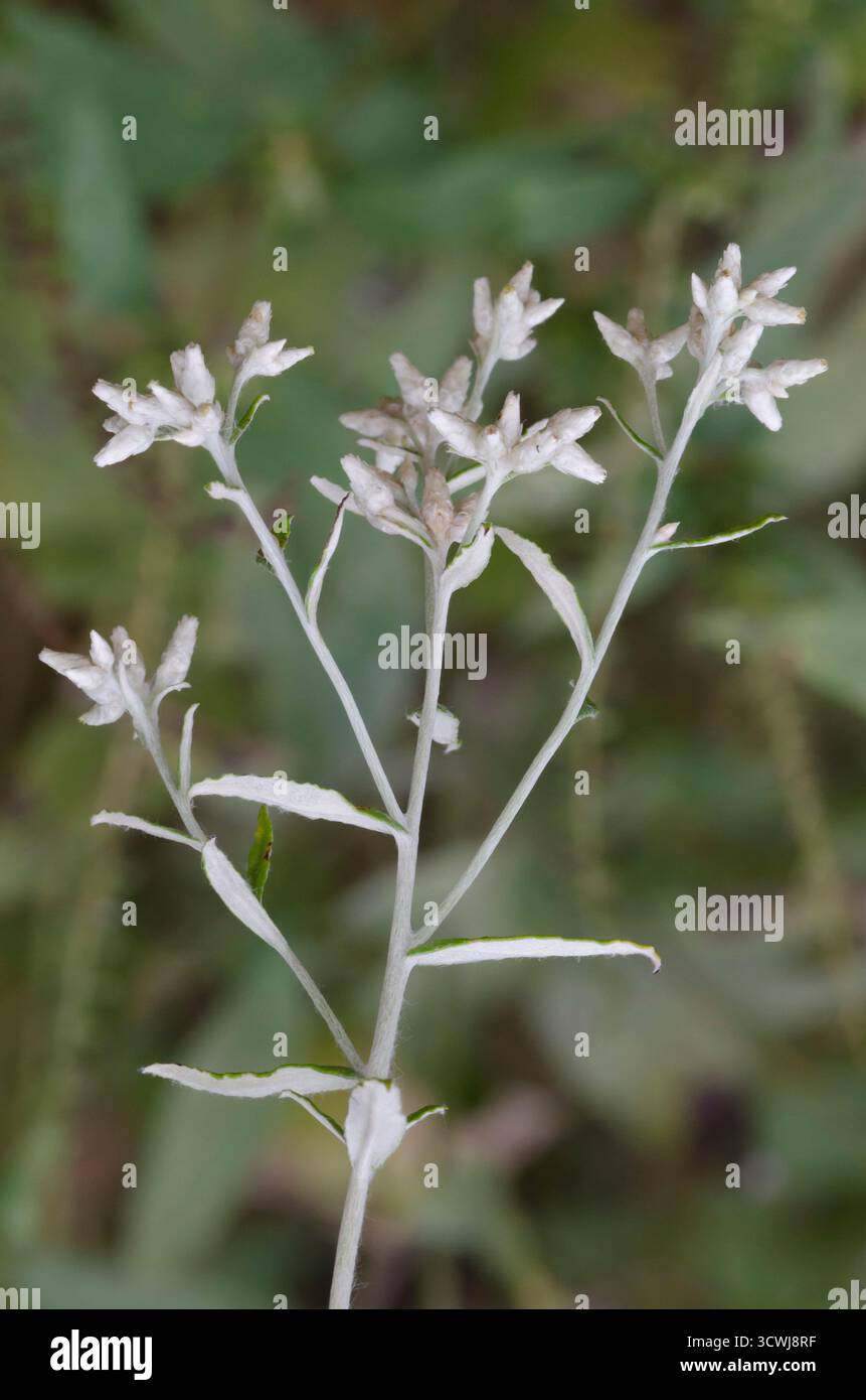 Rabbit tobacco hi-res stock photography and images