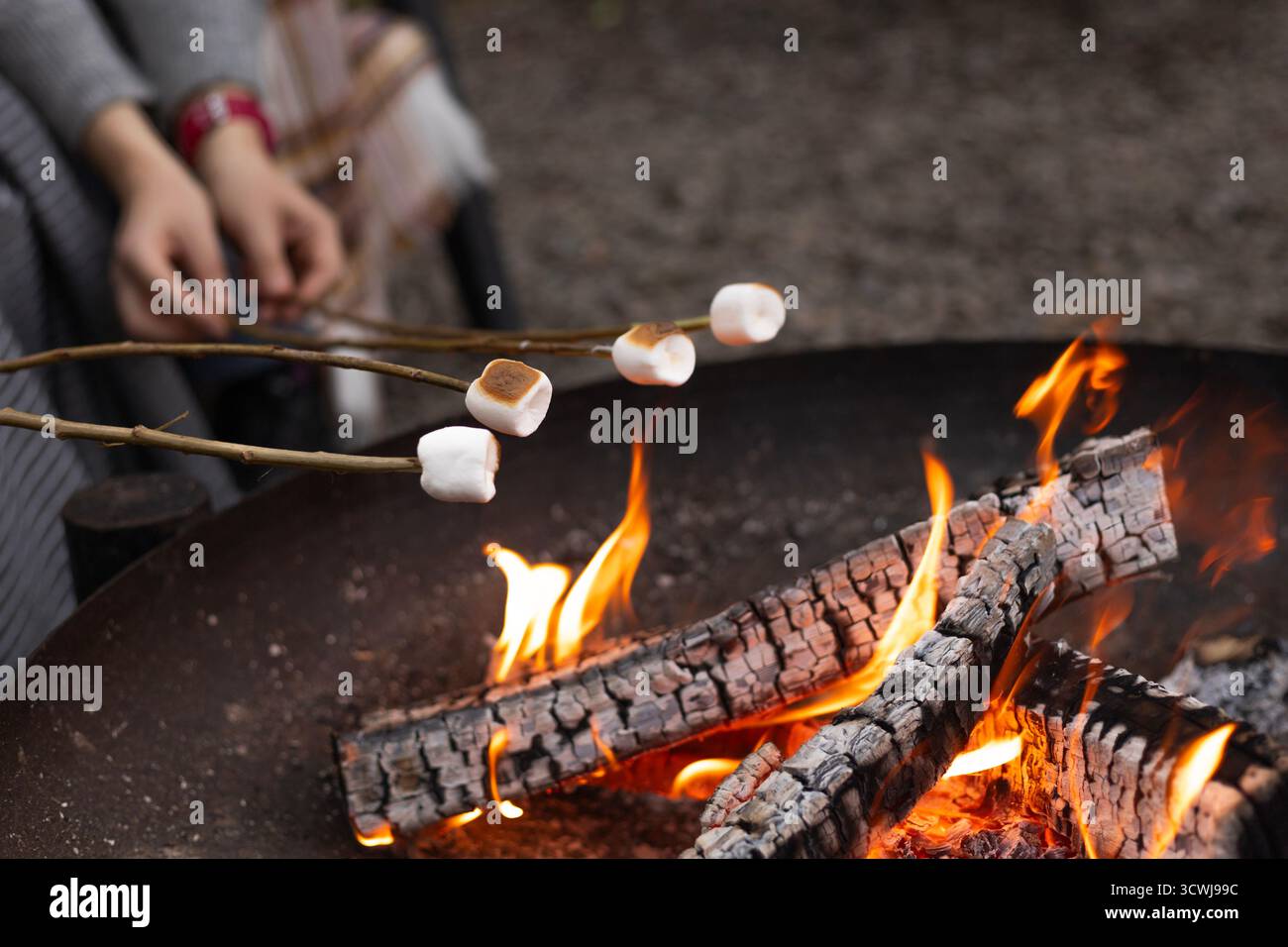 Women’s hands roasting marshmallows on sticks over the fire. Stock Photo