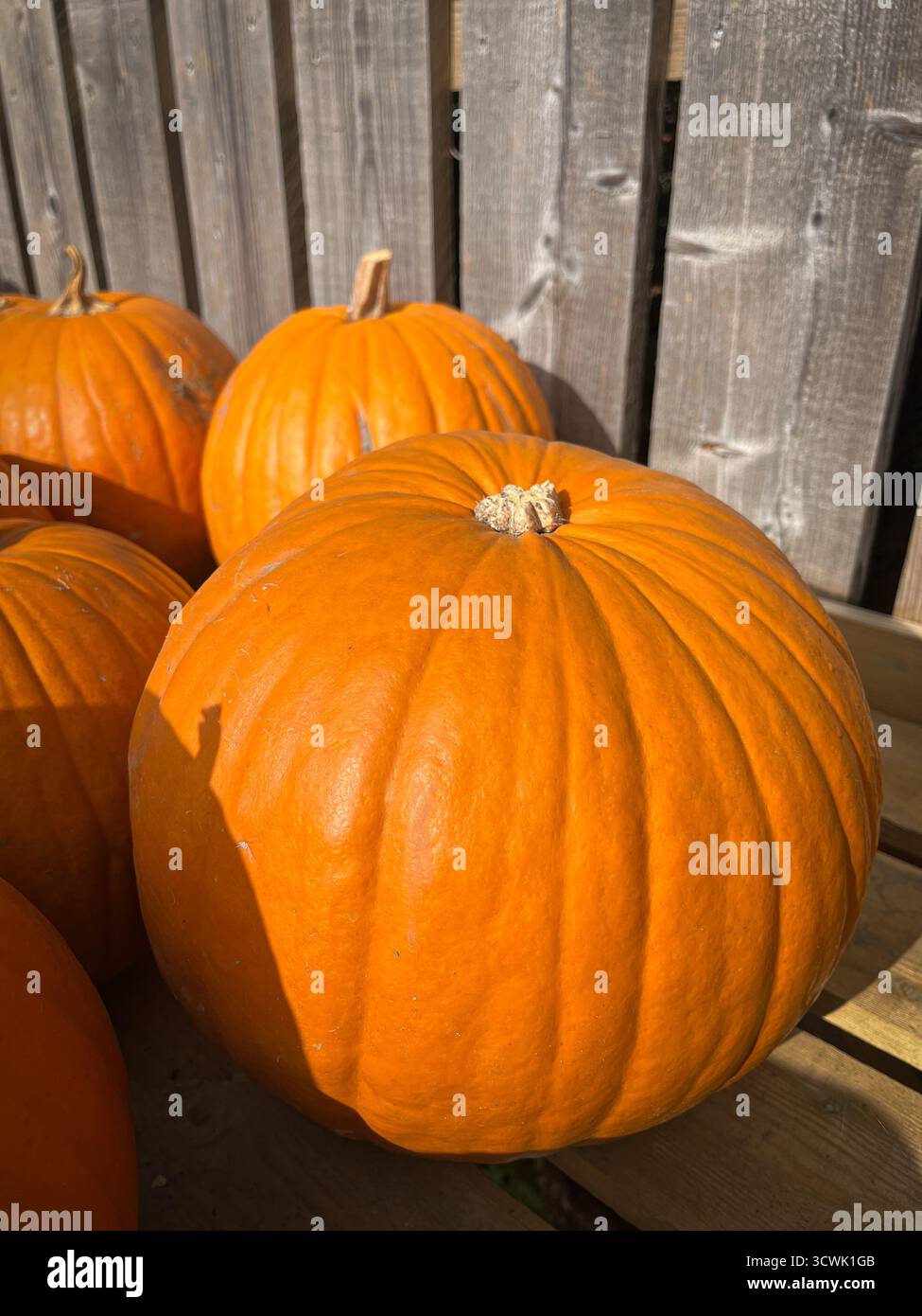 Beautiful big orange pumpkins on a market stall, shining in the sunlight on a sunny October day. - Smartphone Captured Stock Image
