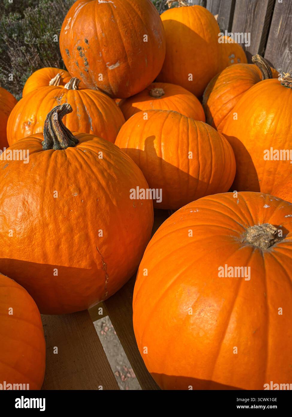 Beautiful big orange pumpkins on a market stall, shining in the sunlight on a sunny October day. - Smartphone Captured Stock Image