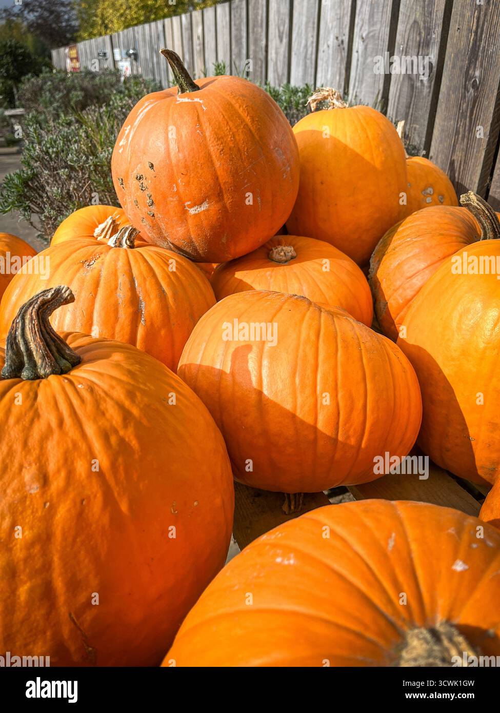 Beautiful big orange pumpkins on a market stall, shining in the sunlight on a sunny October day. - Smartphone Captured Stock Image