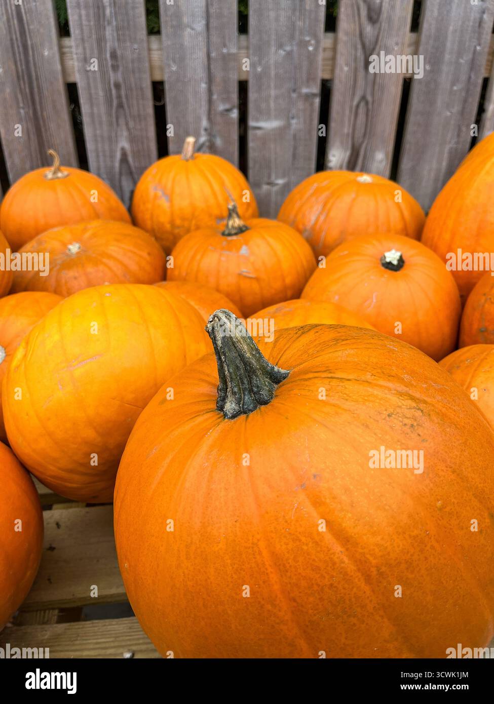 Beautiful big orange pumpkins on a market stall, shining in the sunlight on a sunny October day. - Smartphone Captured Stock Image