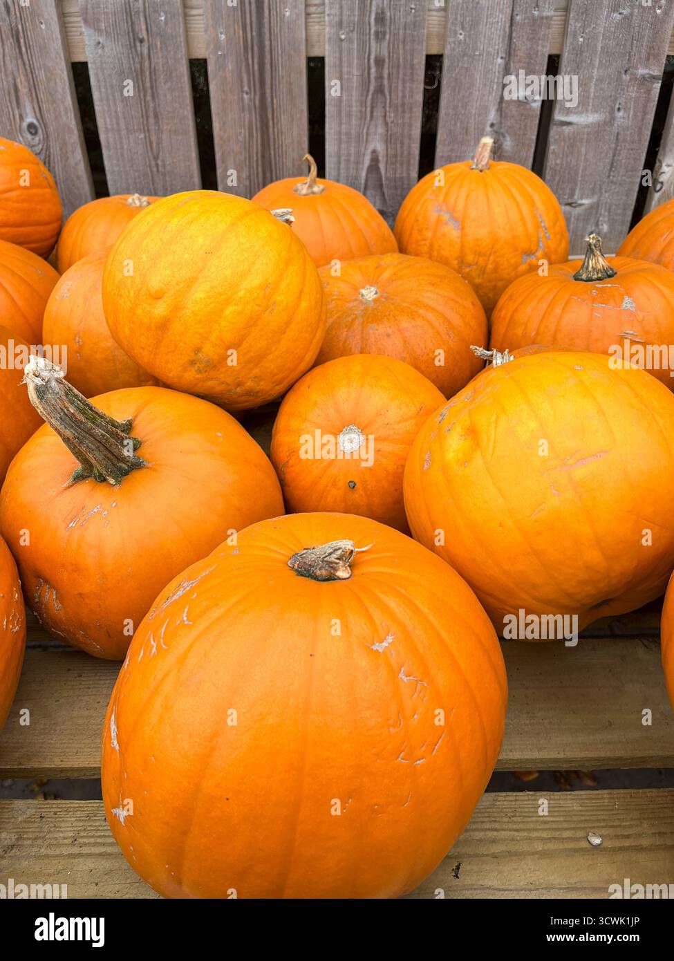 Beautiful big orange pumpkins on a market stall, shining in the sunlight on a sunny October day. - Smartphone Captured Stock Image
