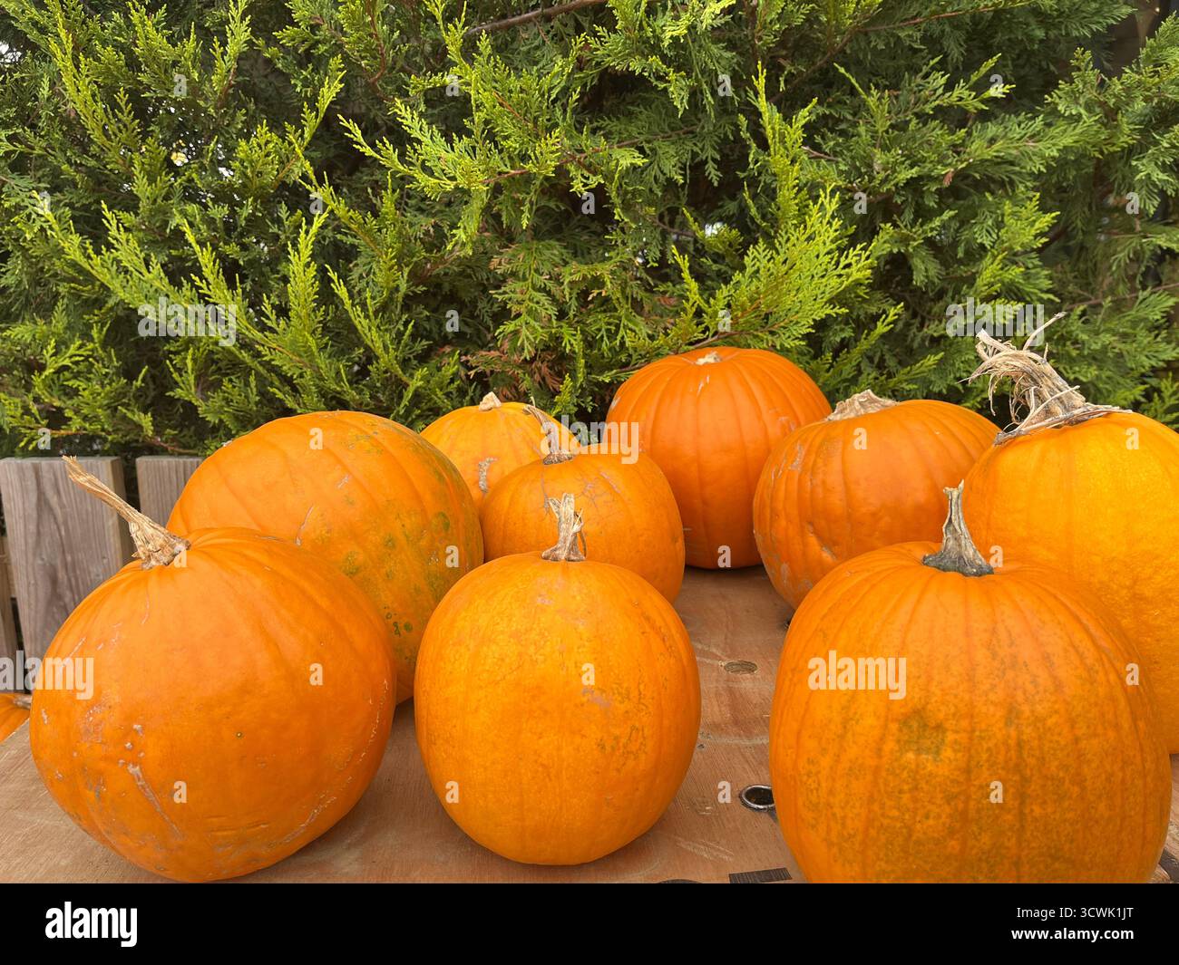 Beautiful big orange pumpkins on a market stall, shining in the sunlight on a sunny October day. - Smartphone Captured Stock Image