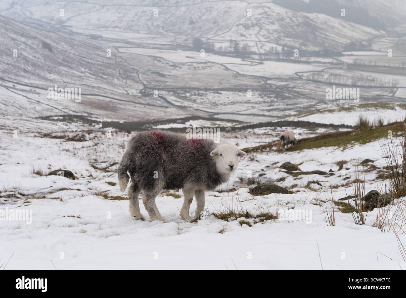 Herdwick sheep grazing in snowy winter landscape of Lake District fells Stock Photo